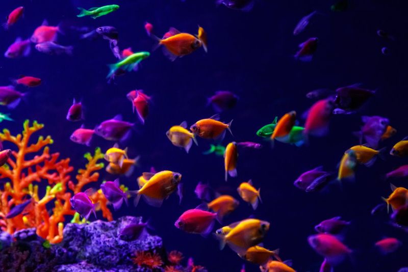 Genetically Modified GloFish