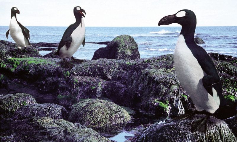 The Great Auk
