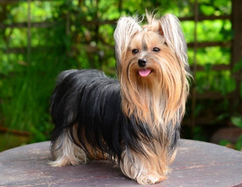 Pocket-Sized Yorkies With Big Personalities