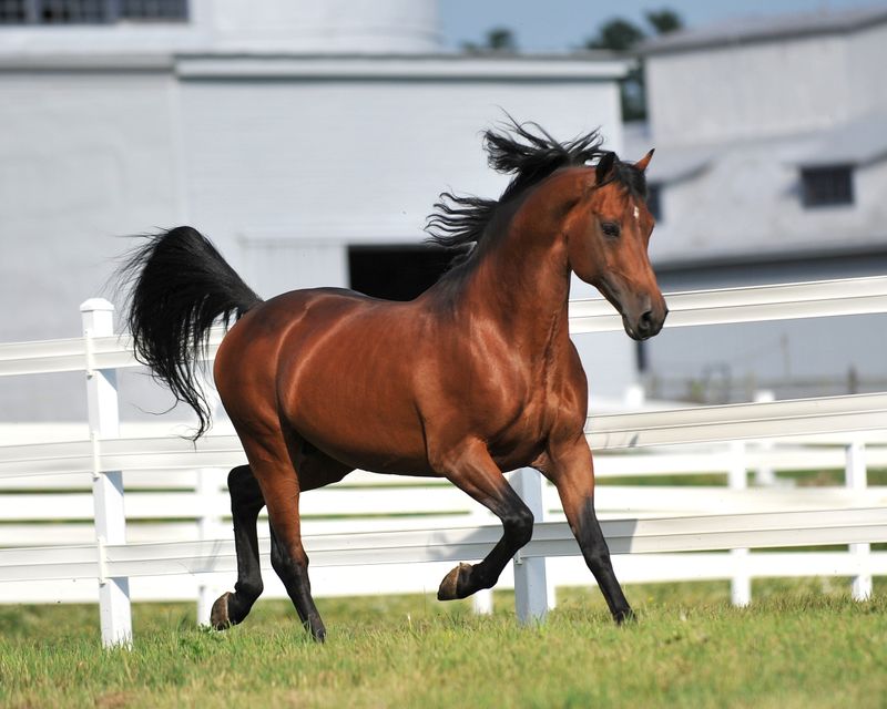 The Western Icon: Morgan Horse
