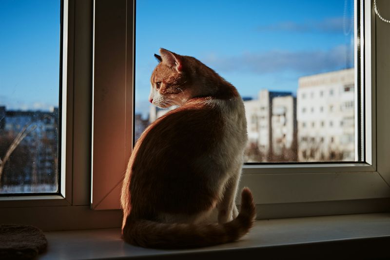 The Perch Lover