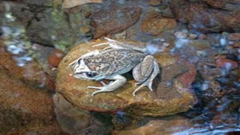 The Significance Of The Alsodes vittatus Discovery For Conservation