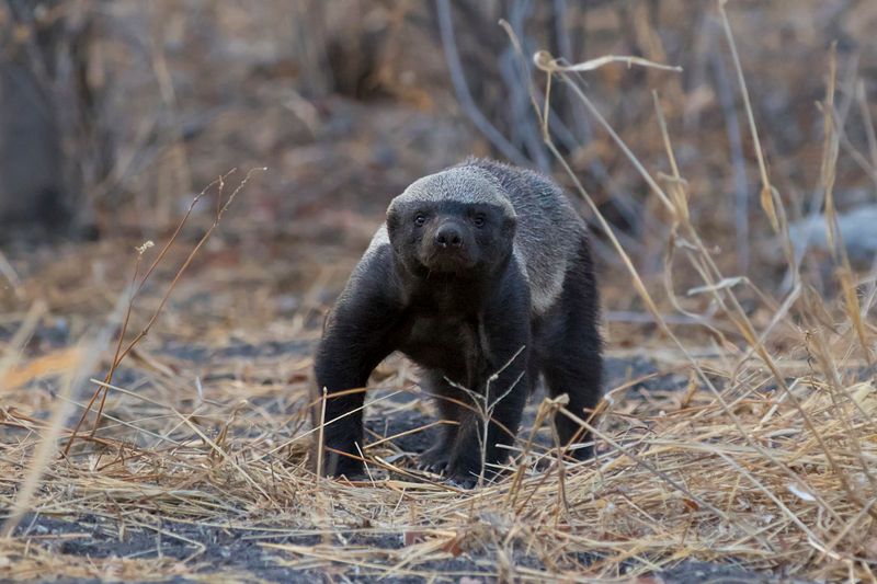The Tenacious Honey Badger