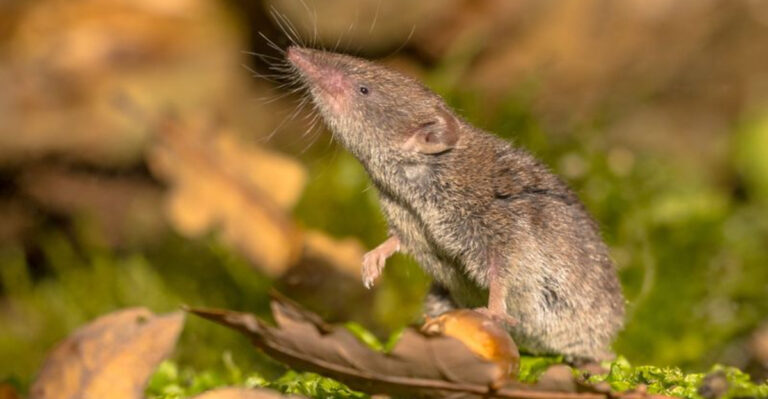 The Elusive California Mammal Photographed Alive For The First Time Ever