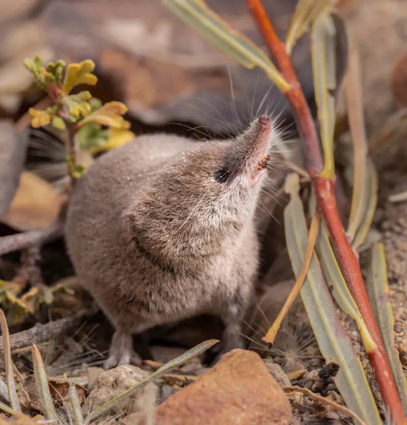 The Mysterious California Mammal: A Rare Sighting After Years Of Speculation