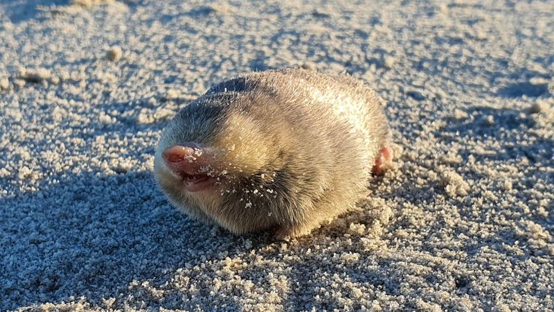 The Mysterious Golden Mole