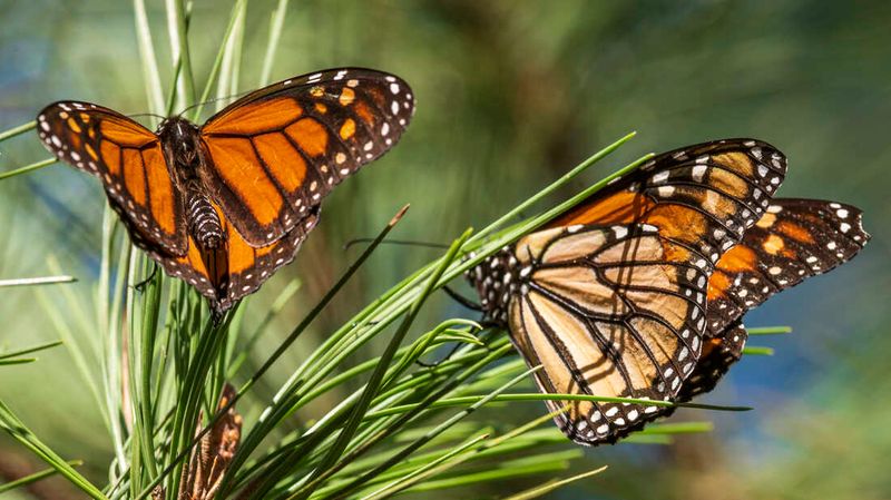 Monarch Butterflies' Mysterious Decline