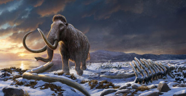 The Enduring Giants: How Some Woolly Mammoths Lived Long After The Ice Age