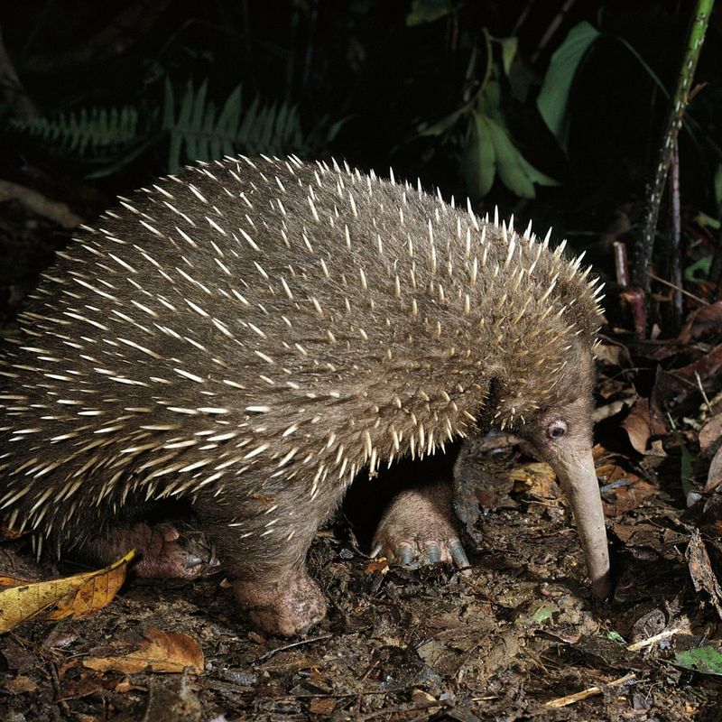 Attenborough's Long-Beaked Echidna