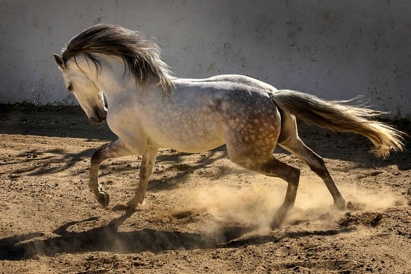 The Formidable Lusitano: Ancient Warrior Spirit
