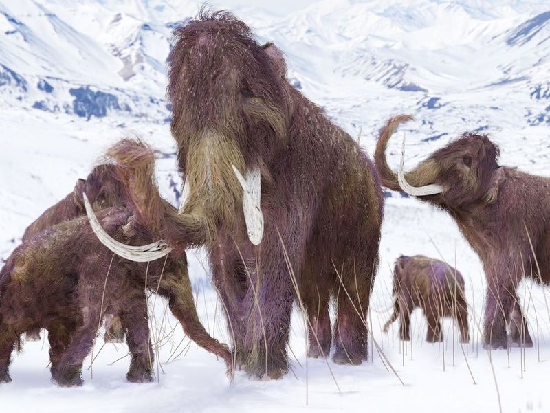 What Does The Return Of Mammoths Mean For Modern Ecosystems?