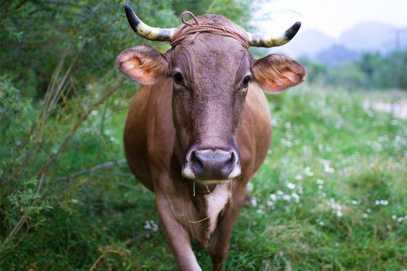The Ecological Impact Of Cattle On The Environment
