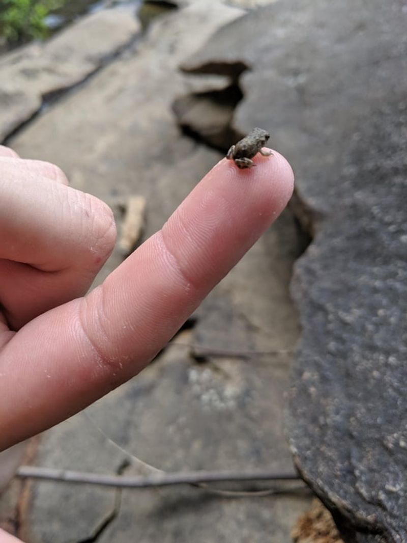 How Does This Tiny Vertebrate Compare To Other Small Creatures?