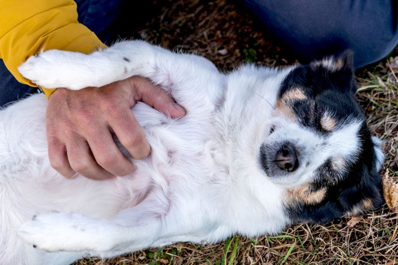 Rolling Over For Belly Rubs