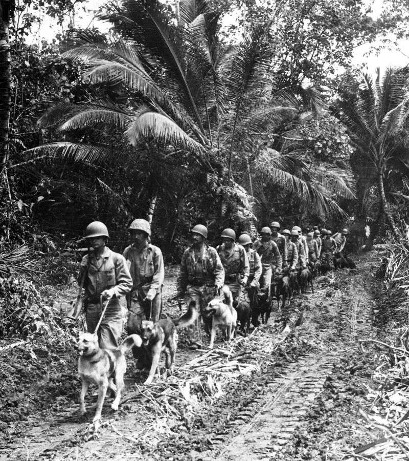 These Dogs Prevented Over 10,000 Casualties
