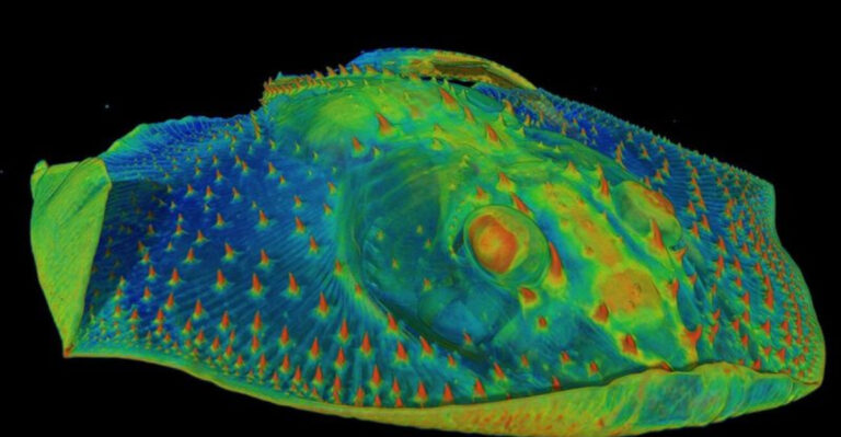The First Teeth Were Sensory Organs On Fish: 12 Facts About Their Origins Outside The Mouth