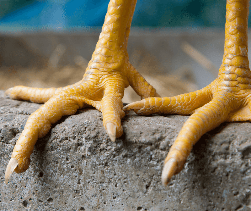 A Closer Look At Claws
