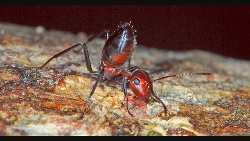 The Ant That Explodes
