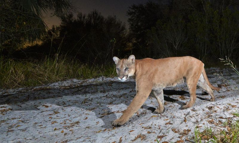 The Panther's Role In Ecosystem Balance