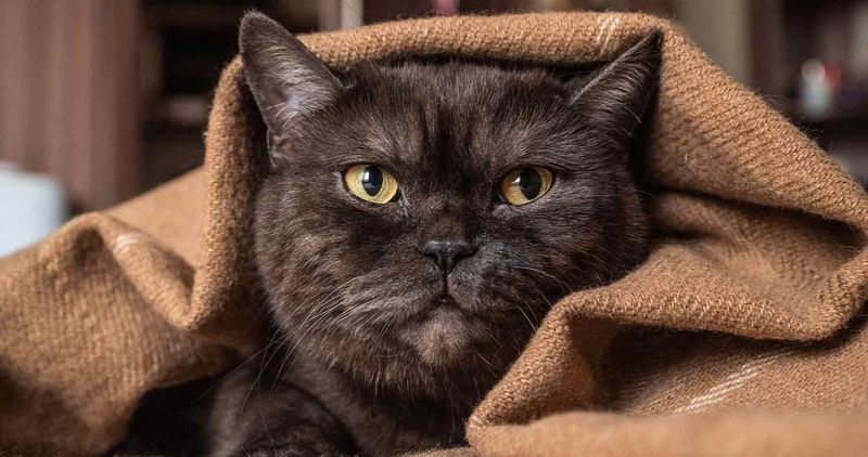 The Blanket Burrower