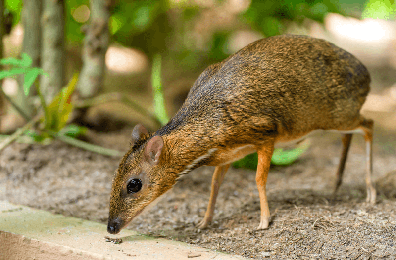 The Vampire Deer