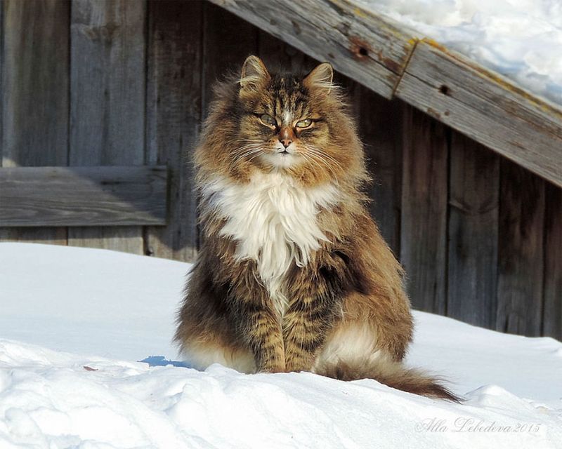 Siberian Barn Protectors