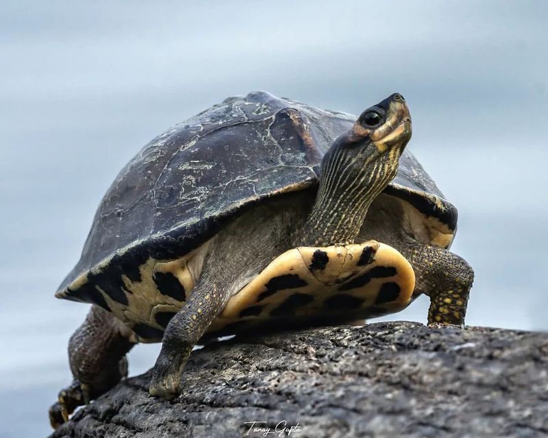 The Jewel Of India: Indian Roof Turtle
