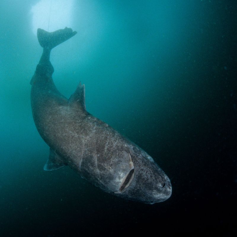 How Long Do Sharks Actually Live?