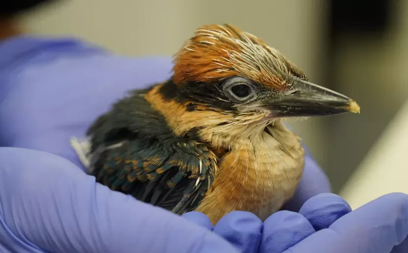 Why The Success Of The Guam Kingfisher Is A Win For Global Biodiversity