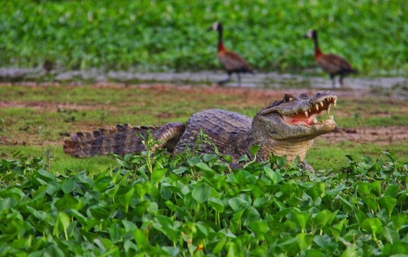The Orinoco River