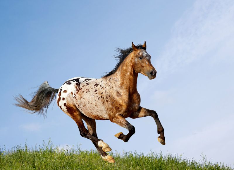 The Spotted Showstopper: Appaloosa