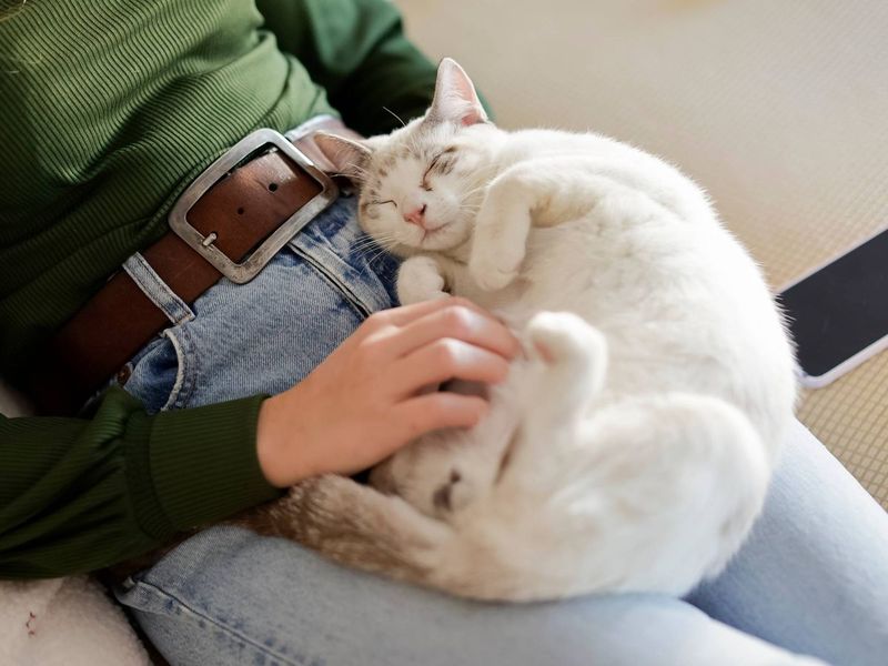 The Lap Napper