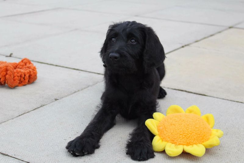 Casual Toy Abandonment