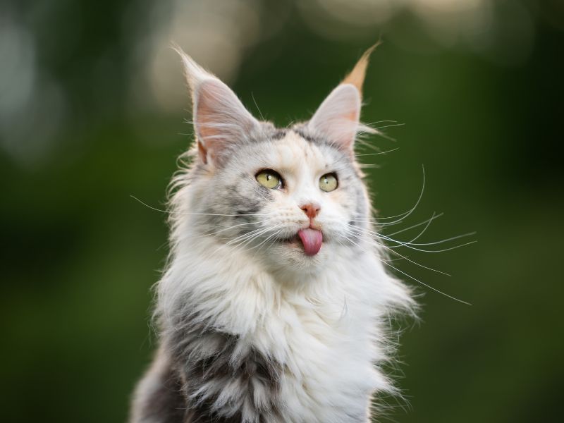 Laid-Back Maine Coon