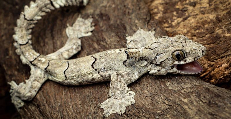 Unusual Features Of The New Gecko Species