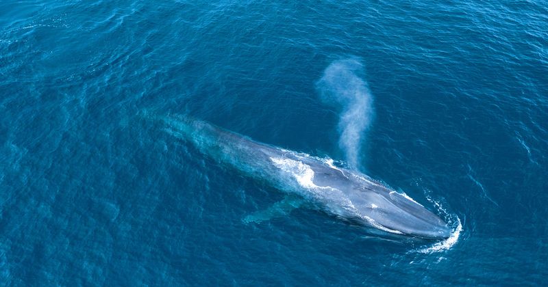 Blue Whale 