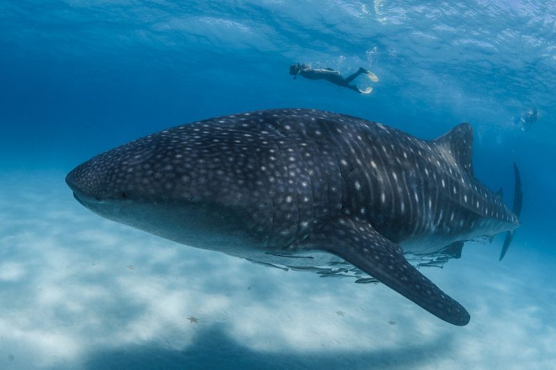 The Whale Shark's Deceptive Gentleness