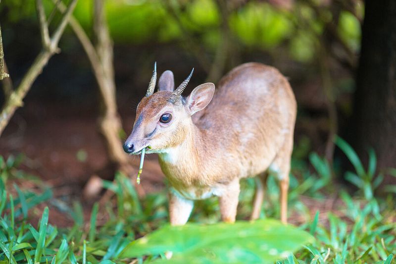 The Miniature Warthog Nobody's Heard Of