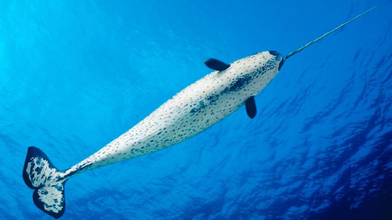 The Intriguing Narwhal