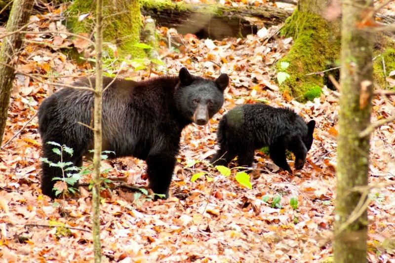 Why The Smoky Mountains Are A Bear's Ideal Habitat