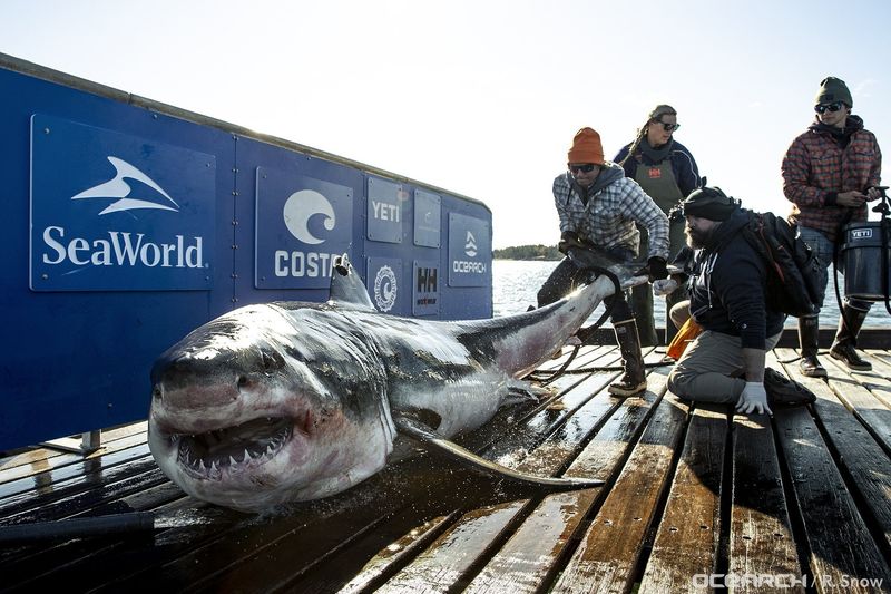 The Great White Shark Of Montauk