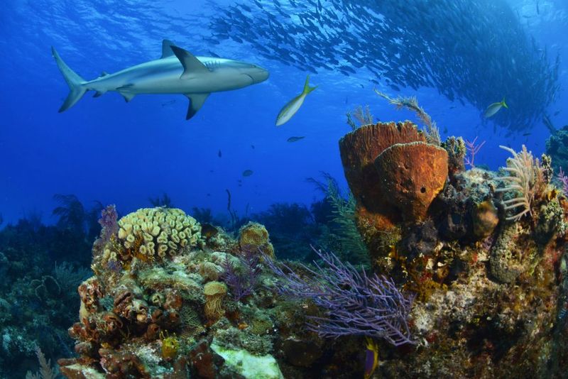 Sharks' Role In Ecosystem Balance
