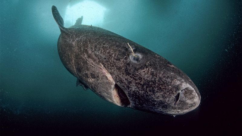 Greenland Shark