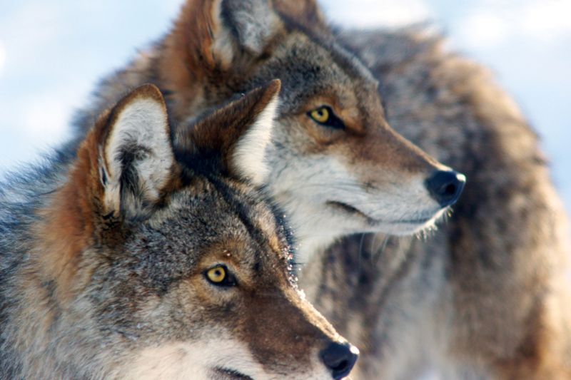 Coywolves: Urban Wilderness Masters