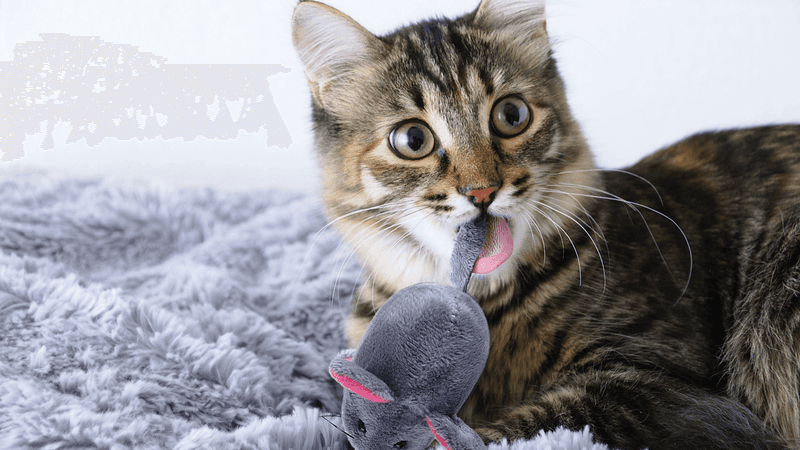 The Unexpected Gift Delivery