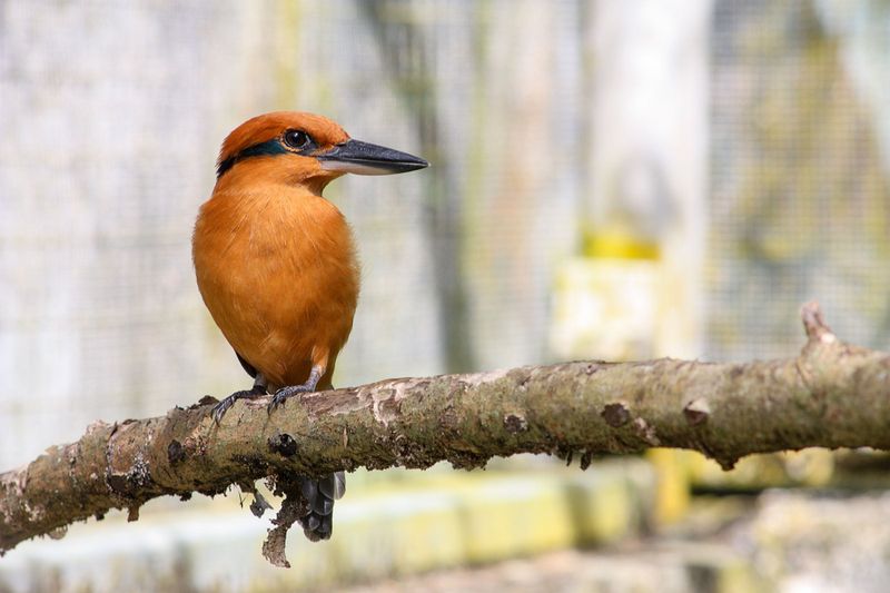 What Caused The Near Extinction Of The Guam Kingfisher?