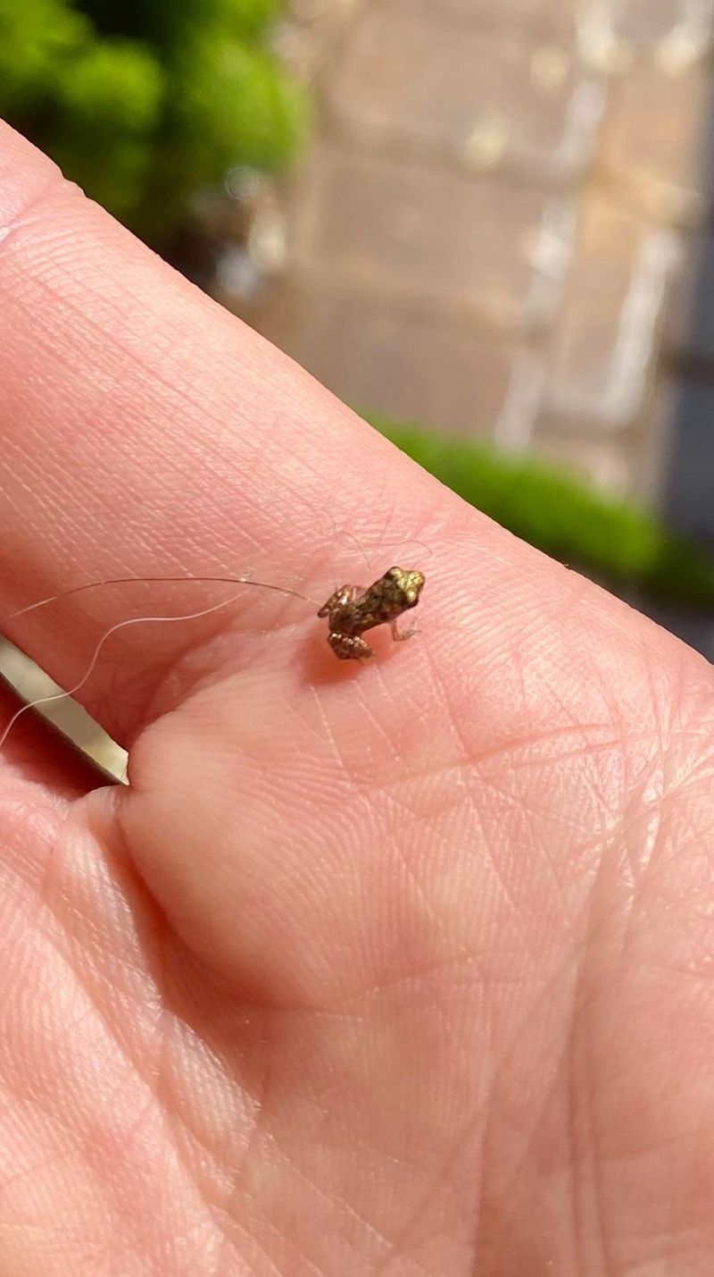 What Does The Smallest Vertebrate Eat?