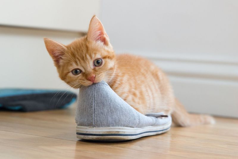 The Stinky Sneaker Sniffer
