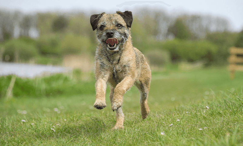 Energetic Terriers With Wiry Coats