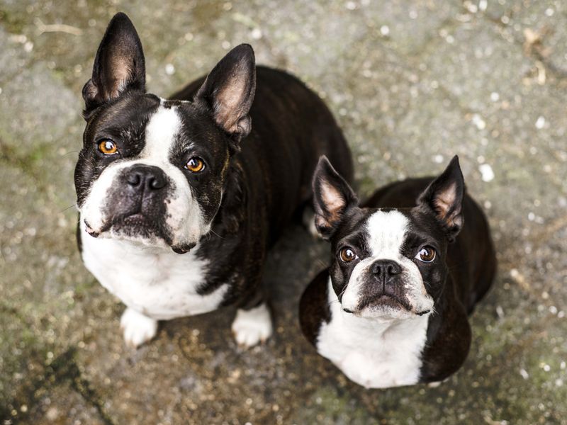 The Tail Wag Extravaganza